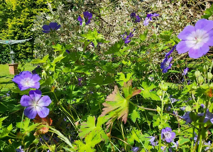 Haus Windjammer 5 Sankt Peter-Ording